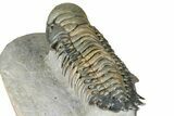 Flying Crotalocephalina Trilobite - Exposed Hypostome #359224-5